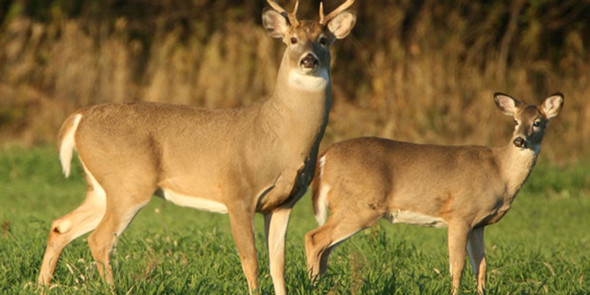 Georgia felon arrested in North Carolina nighttime deer hunting operation