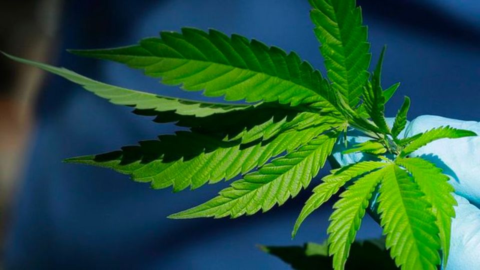 Northeast Ohio City Ban Marijuana Licensing for Eight Months