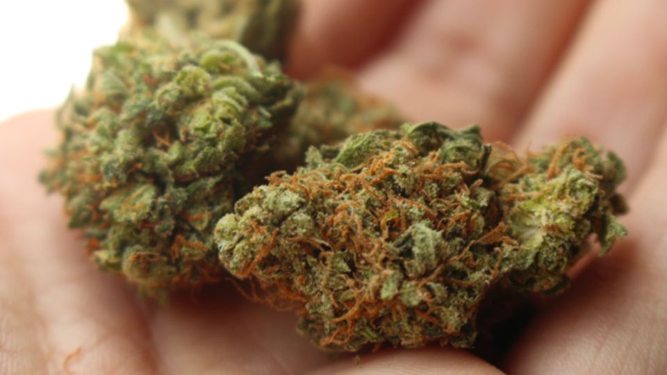 Survey Discloses the Most Marijuana Consuming City in the US