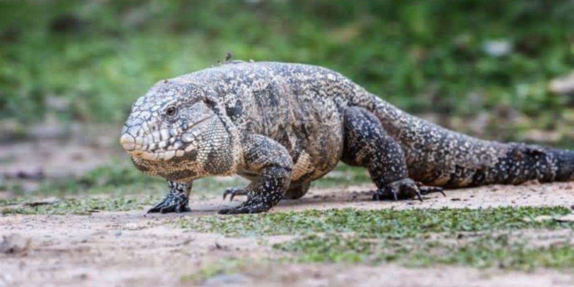 Invasion of massive lizards in South Carolina has state officials on high alert